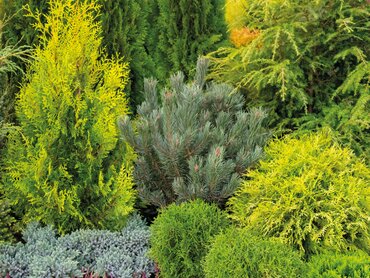 Plant of the Month: October