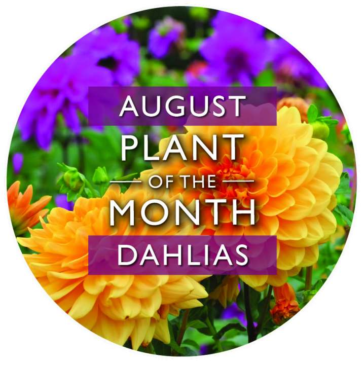 Plant of the Month | August | Dahlias | Garsons