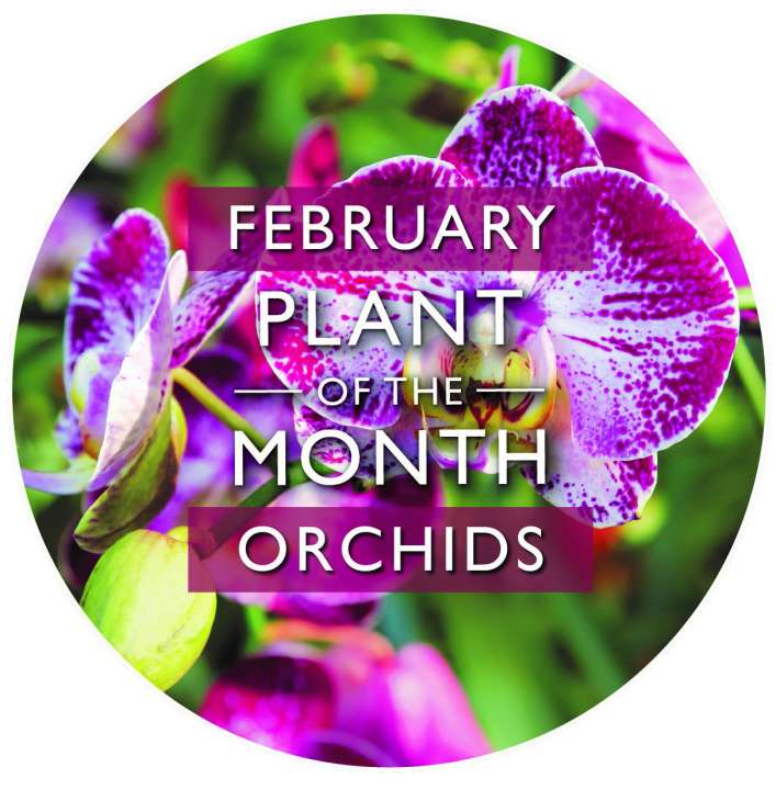 Plant of the Month: February | Orchids | Garsons