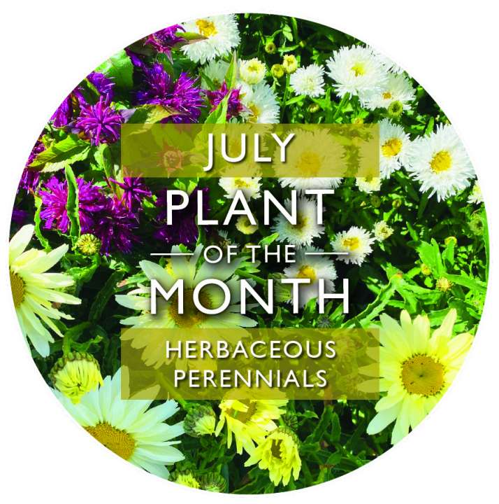 Plant of the Month July | Herbaceous | Garsons