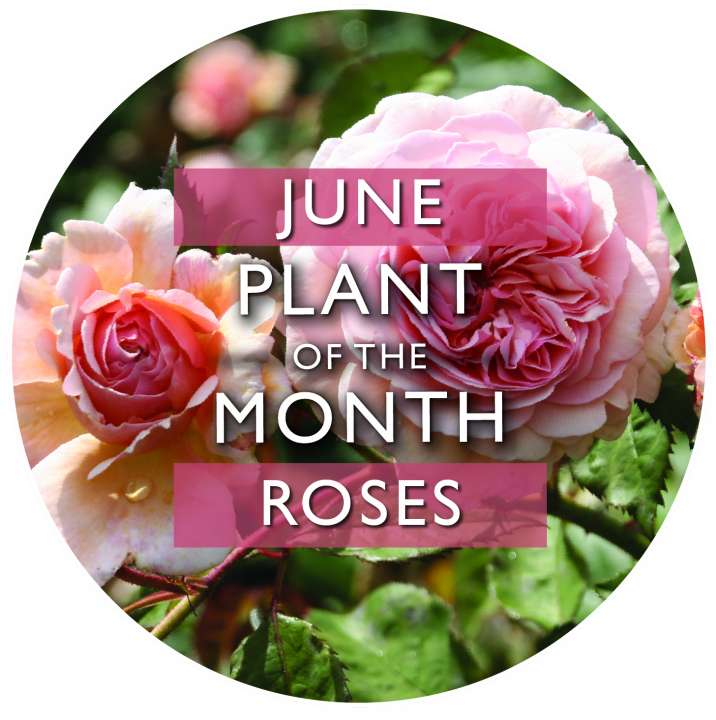 Plant of the Month | Roses | Garsons