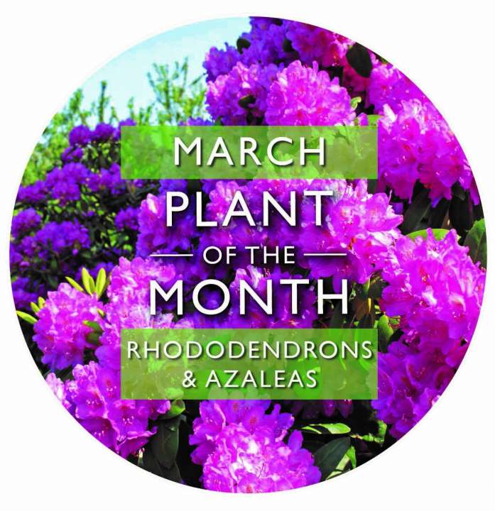Plant of the Month: March | Rhododendron | Garsons