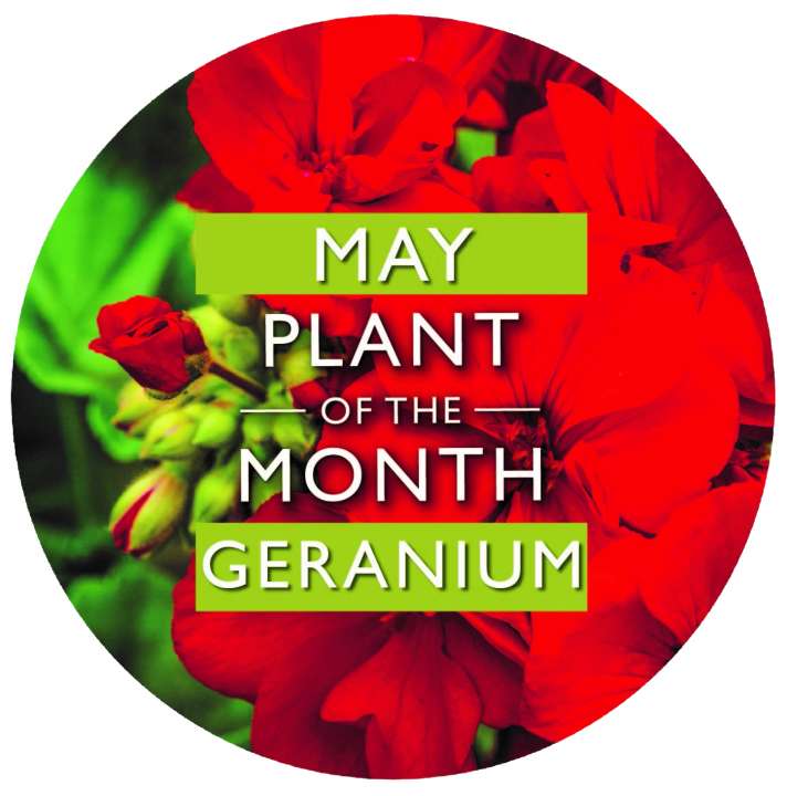 Plant of the Month May | Geranium | Garsons