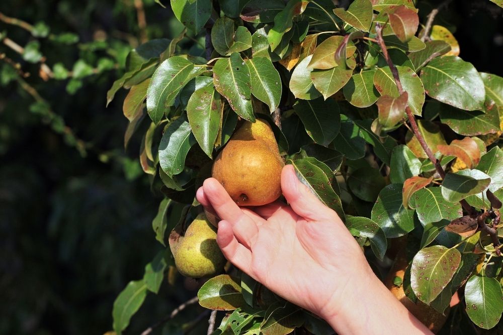 15 garden tips for September 15 garden tips for September