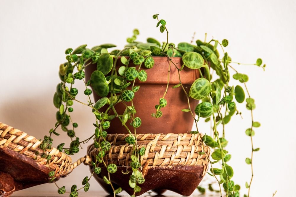 Indoor hanging on sale plants uk