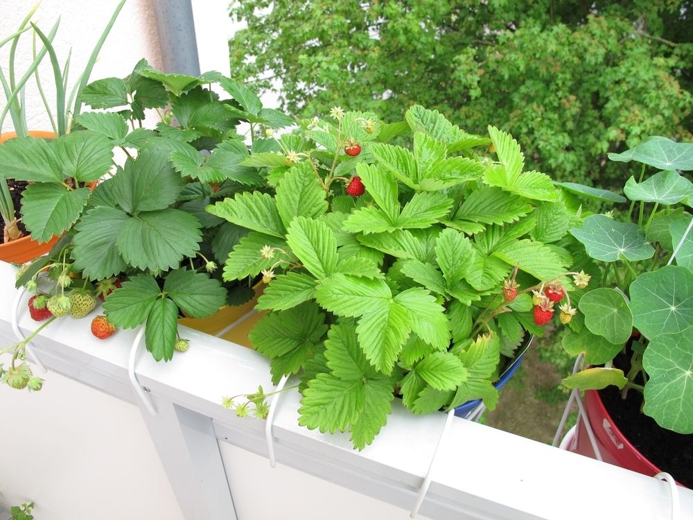 6 top crops to grow in containers 6 top crops to grow in containers