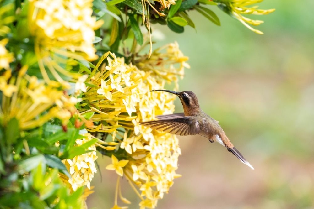 6 ways to make your back garden a wildlife habitat 6 ways to make your back garden a wildlife habitat