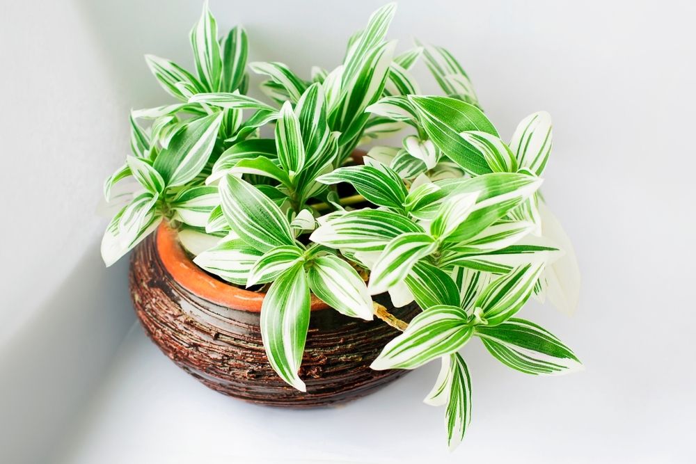 All about the Tradescantia All about the Tradescantia
