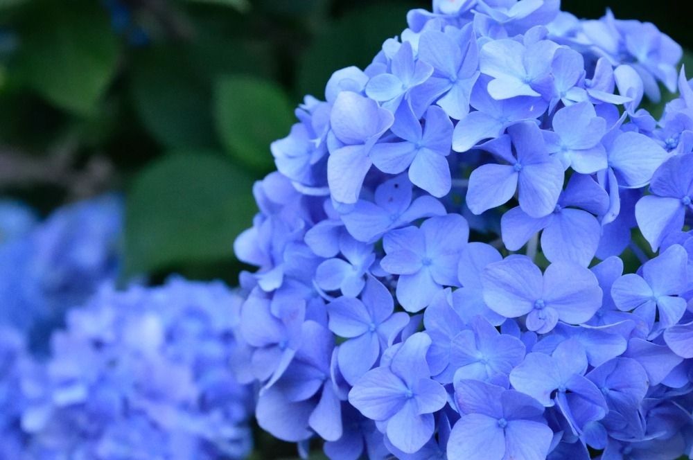 Avoid these Hydrangea care mistakes Avoid these Hydrangea care mistakes
