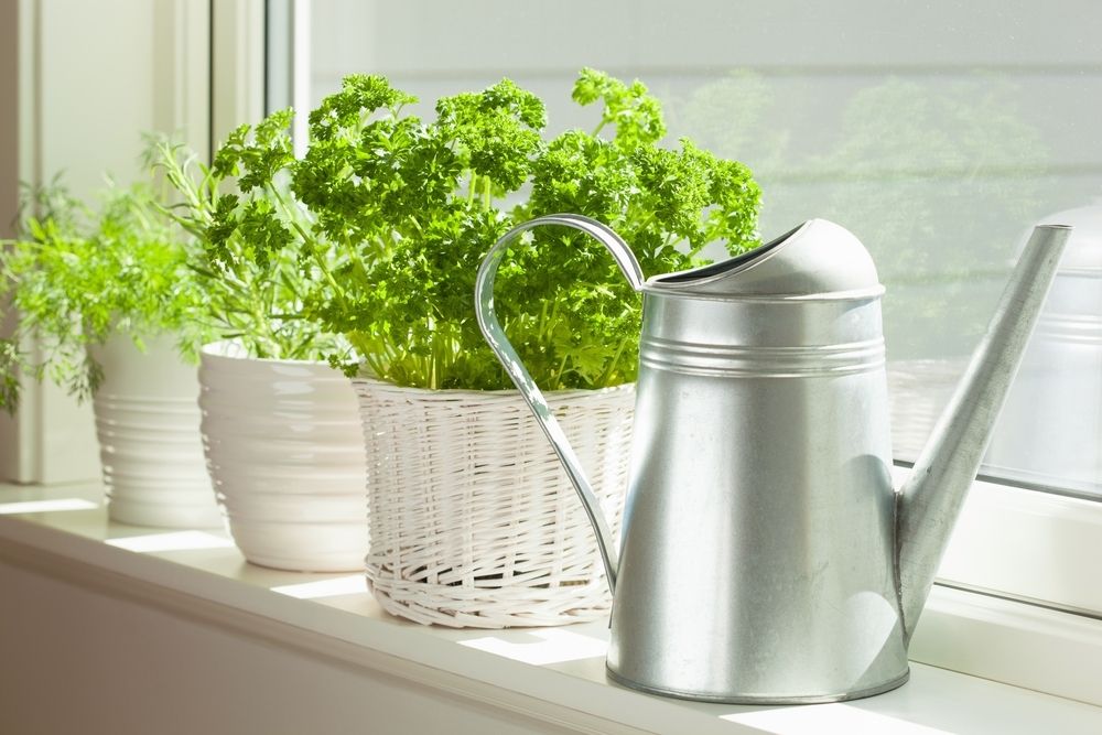 Best plants for a window kitchen garden Best plants for a window kitchen garden