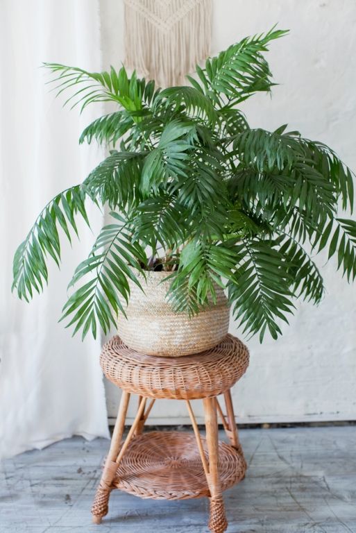 Bring the tropics to your home Bring the tropics to your home