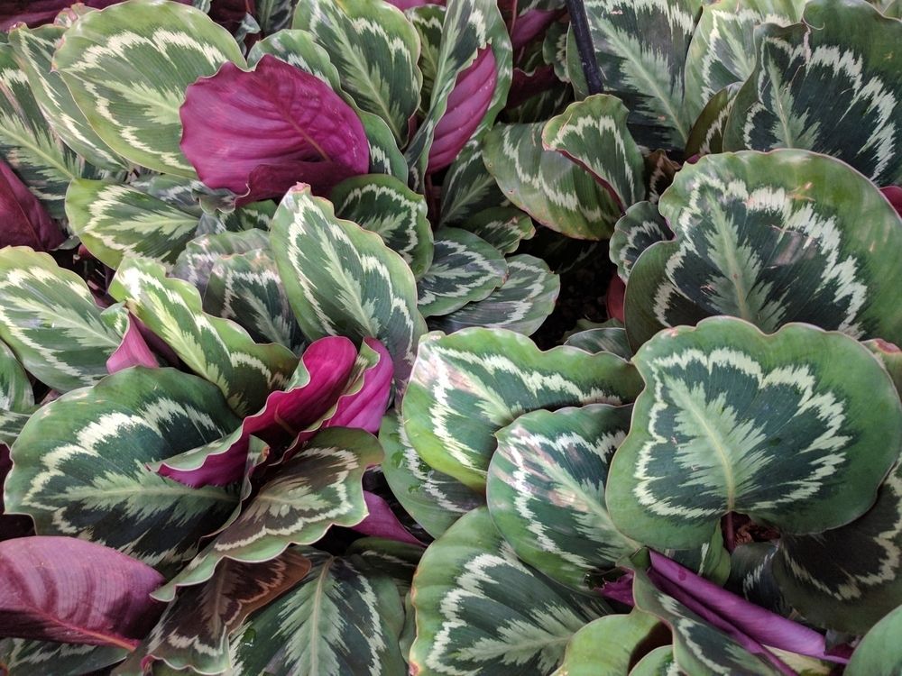 Calathea houseplant Calathea houseplant