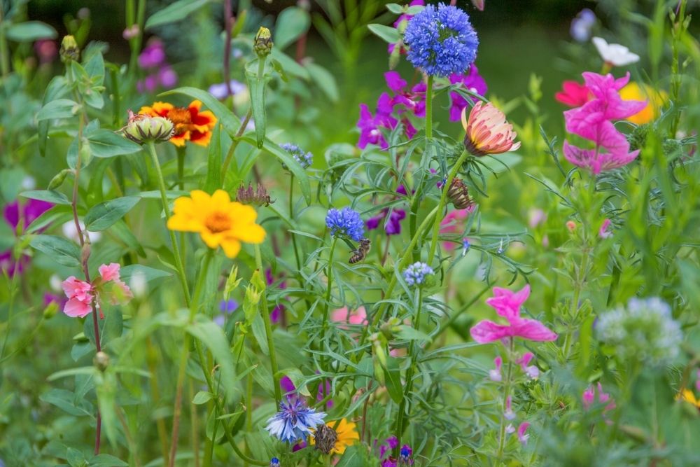 Create a backyard bee meadow Create a backyard bee meadow