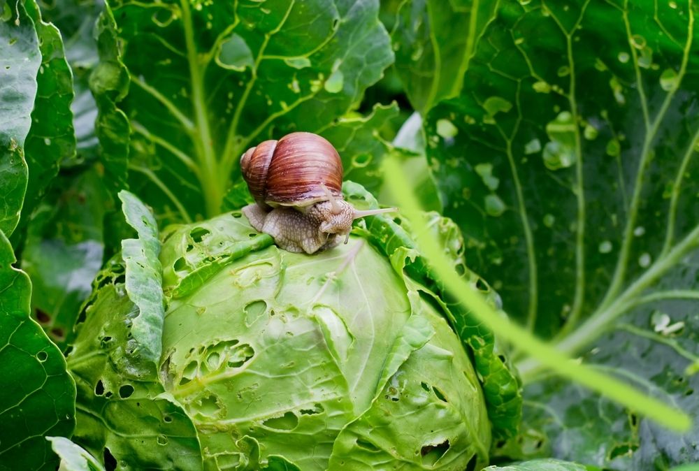 Eco-friendly pest control Eco-friendly pest control