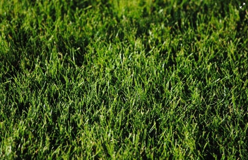 Fertilising your lawn Fertilising your lawn