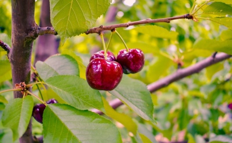 Fruit trees for your garden Fruit trees for your garden