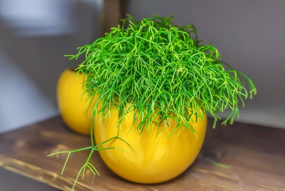 Get the most out of your Rhipsalis Get the most out of your Rhipsalis