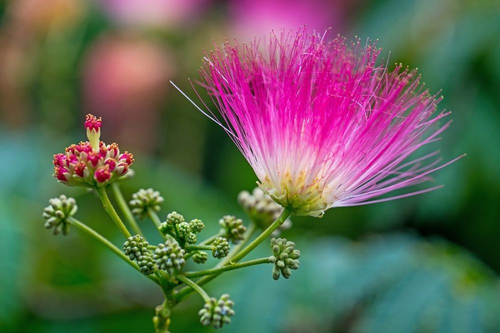 Grow exotic garden plants Grow exotic garden plants