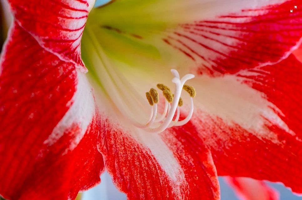 Growing Amaryllis Bulbs Growing Amaryllis Bulbs