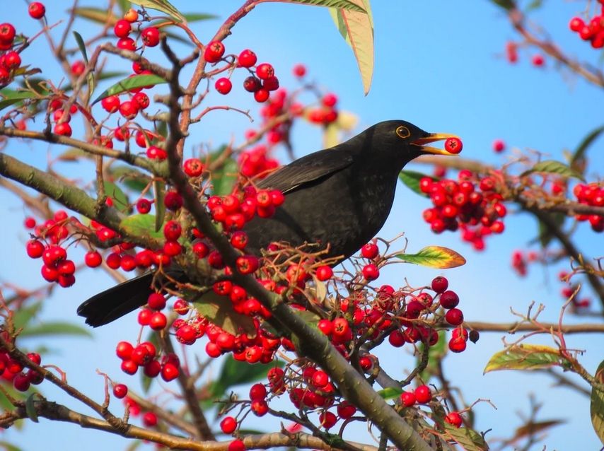 Help your garden birds Help your garden birds