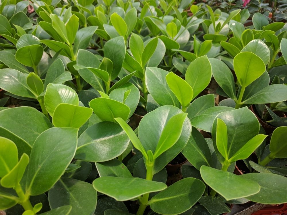 Houseplant: The autograph plant Houseplant: The autograph plant
