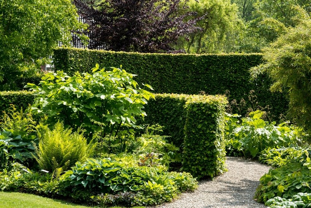 How and when to prune hedges How and when to prune hedges