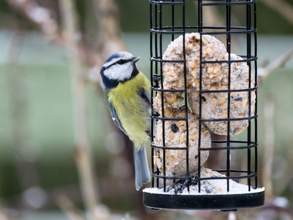 How to care for garden birds in winter How to care for garden birds in winter