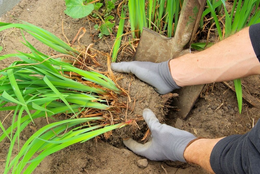 How to divide plants How to divide plants