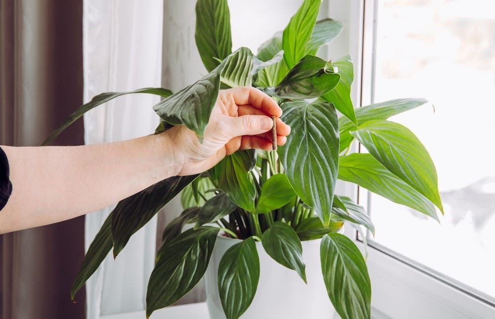 How to feed your houseplants How to feed your houseplants