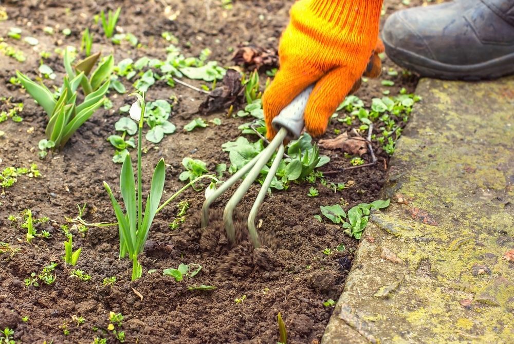 How to get rid of garden weeds How to get rid of garden weeds