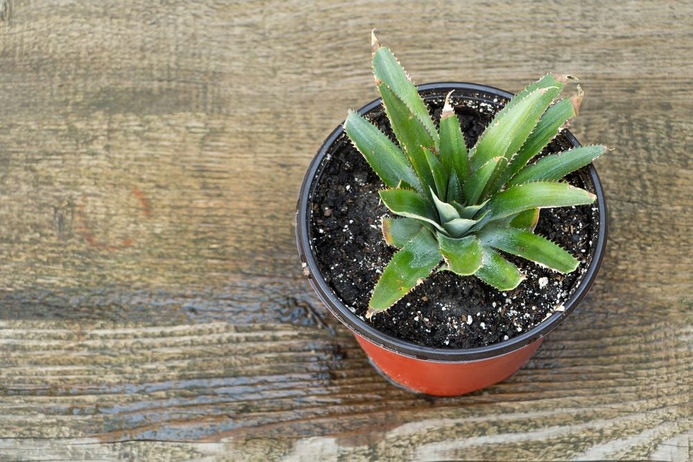 How to grow a pineapple plant from a top How to grow a pineapple plant from a top
