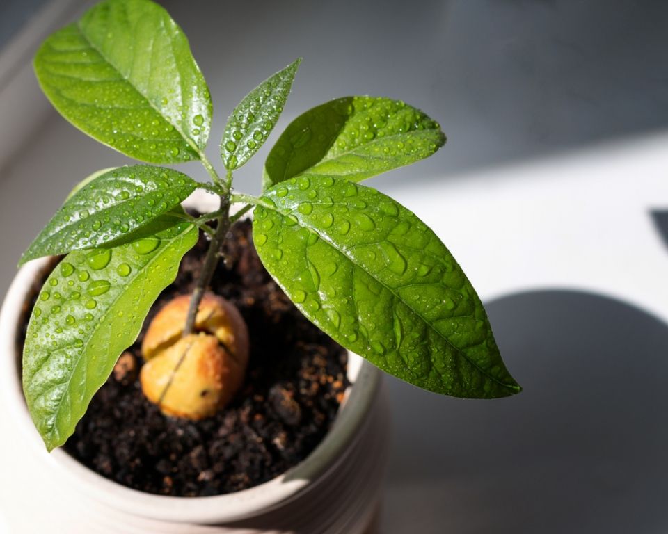 How to grow an avocado as a houseplant How to grow an avocado as a houseplant