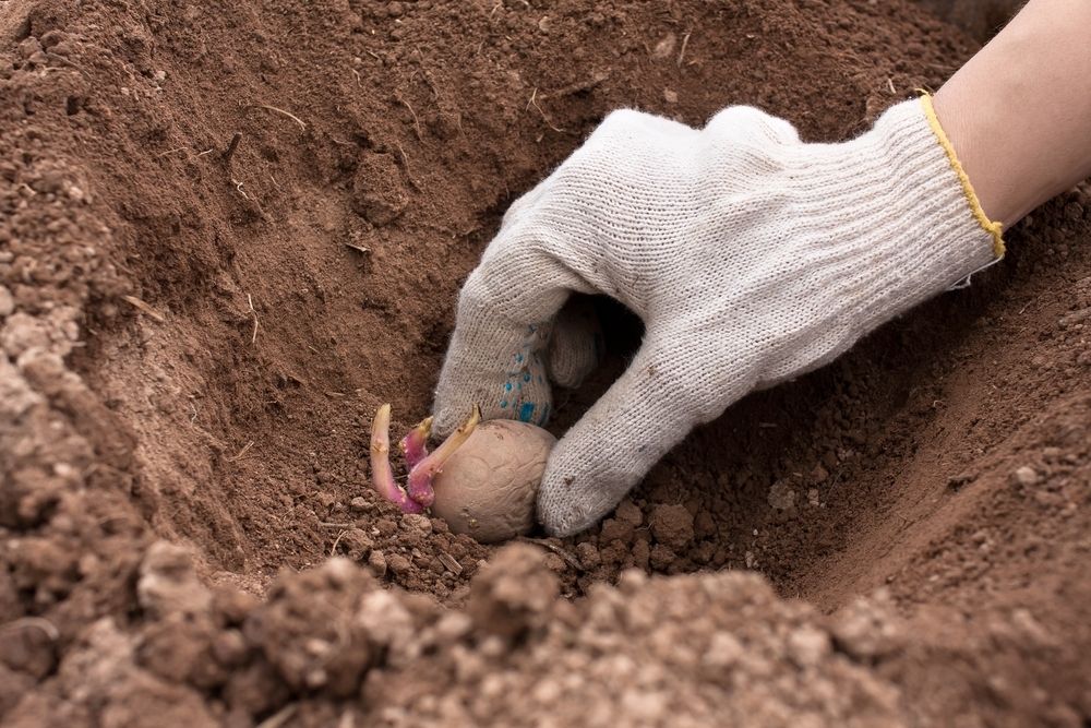 How to grow potatoes How to grow potatoes
