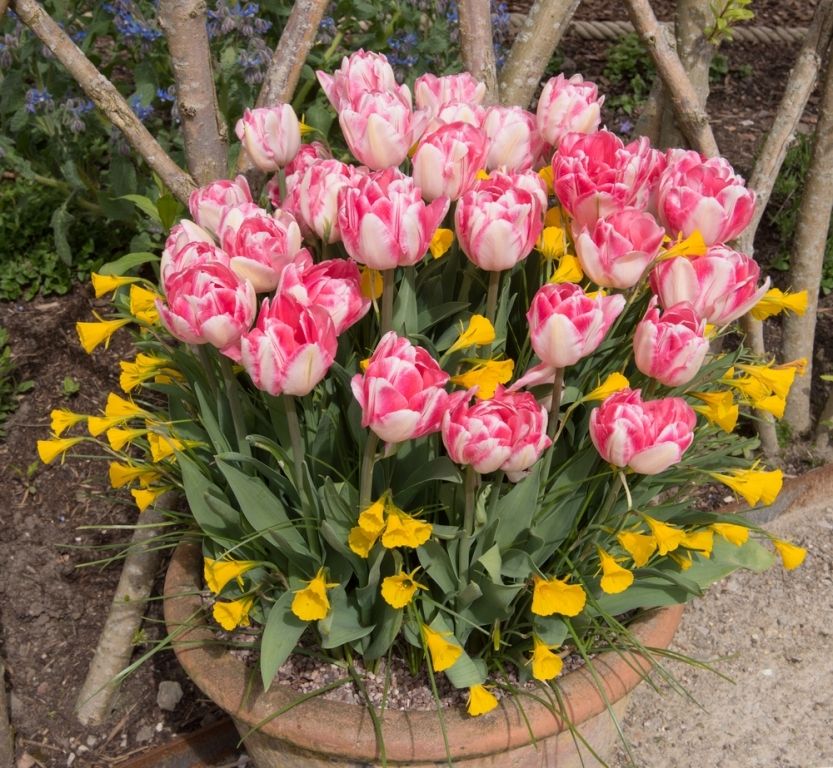 How to plant a bulb lasagne pot How to plant a bulb lasagne pot