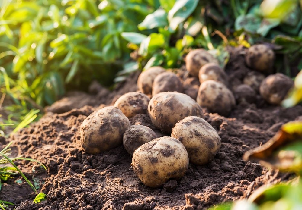How to sow and grow maincrop potatoes How to sow and grow maincrop potatoes