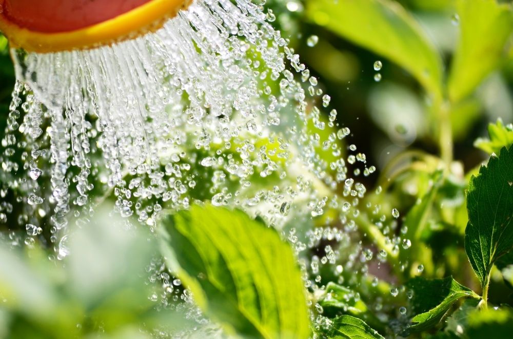 How to use water wisely in the garden How to use water wisely in the garden