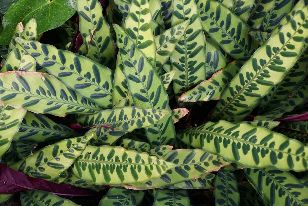 Indoor plants with fantastic foliage Indoor plants with fantastic foliage