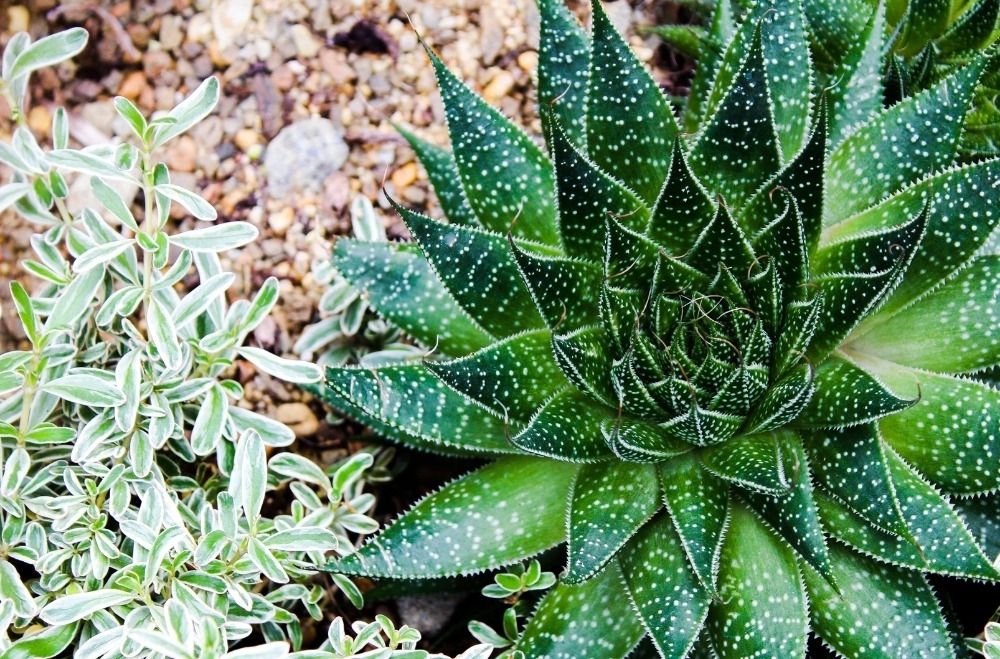 Landscaping with succulents Landscaping with succulents