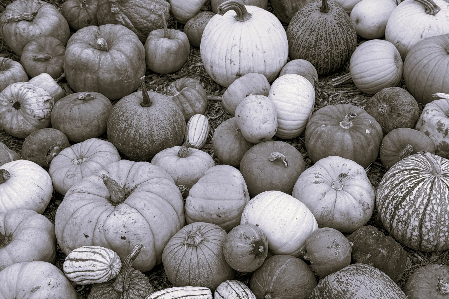 Pumpkin display from Garsons Pumpkin Parade gallery
