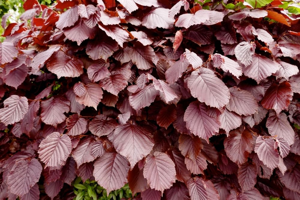 Planting a deciduous hedge Planting a deciduous hedge