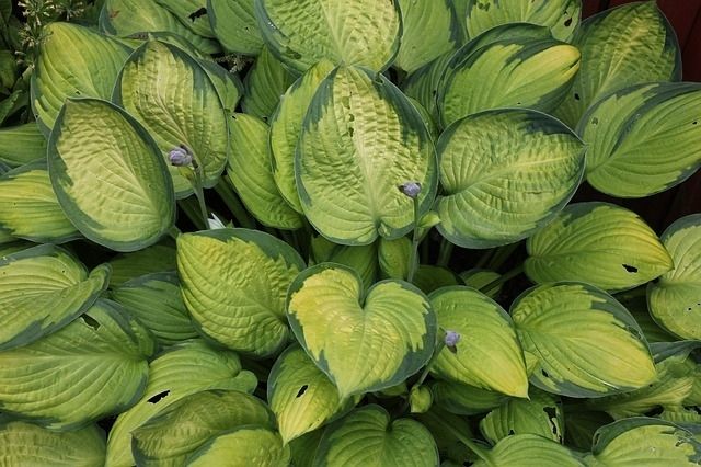 Plants for shady gardens Plants for shady gardens
