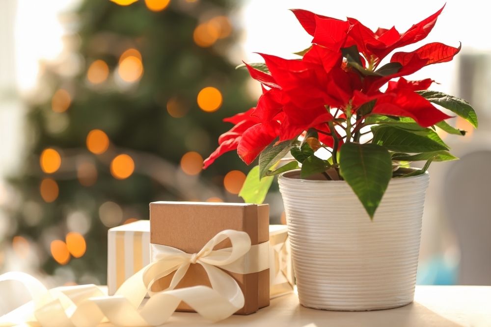Poinsettia Poinsettia