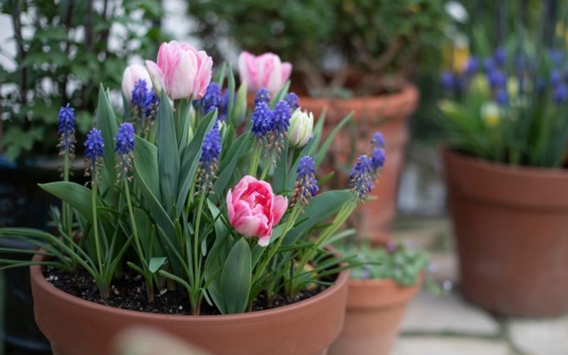Prepare your spring garden Prepare your spring garden
