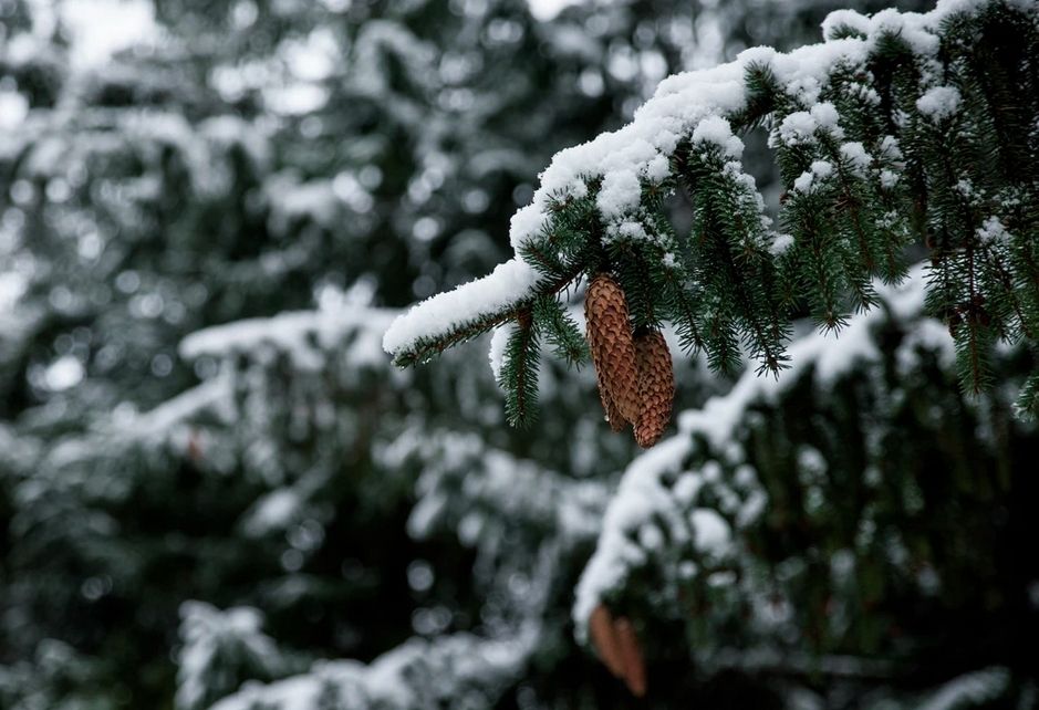 Protect plants, shrubs and trees against the frost Protect plants, shrubs and trees against the frost