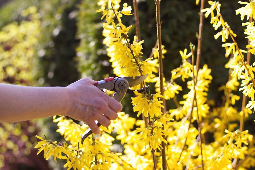 Pruning climbers and shrubs Pruning climbers and shrubs