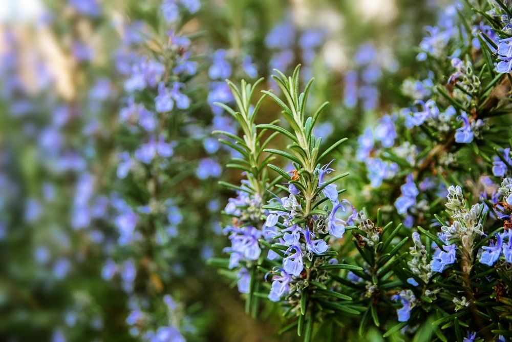 Scented plants for every garden Scented plants for every garden