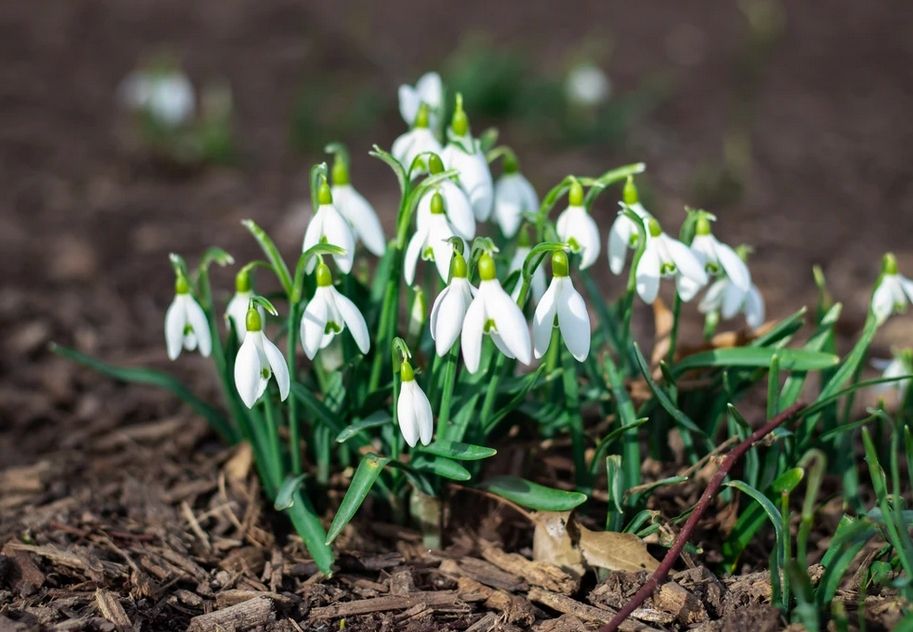 Start planting new garden plants Start planting new garden plants