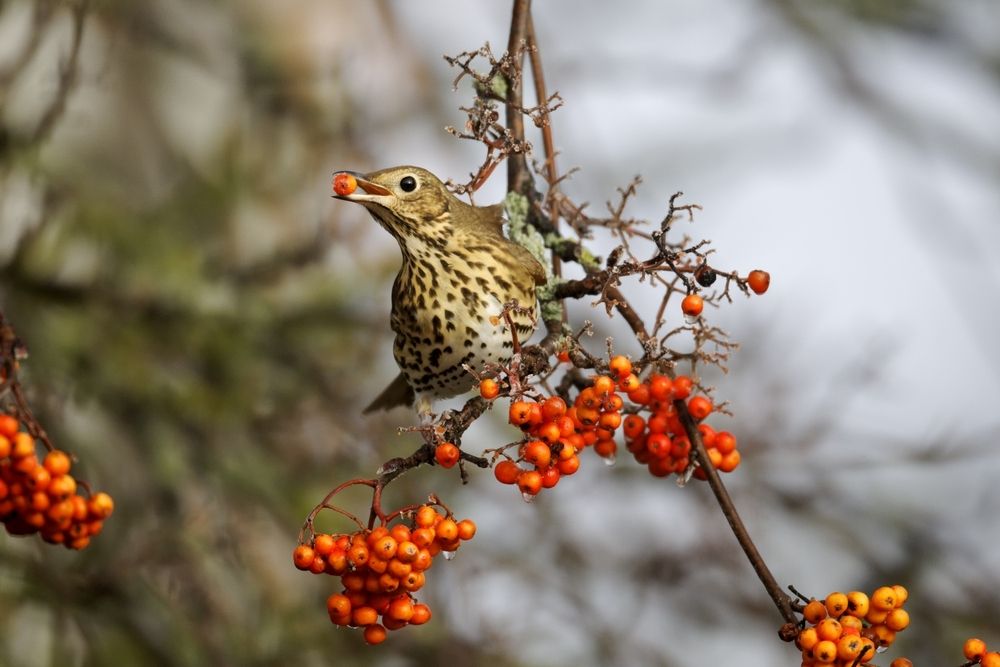 Tips on feeding garden birds in winter Tips on feeding garden birds in winter