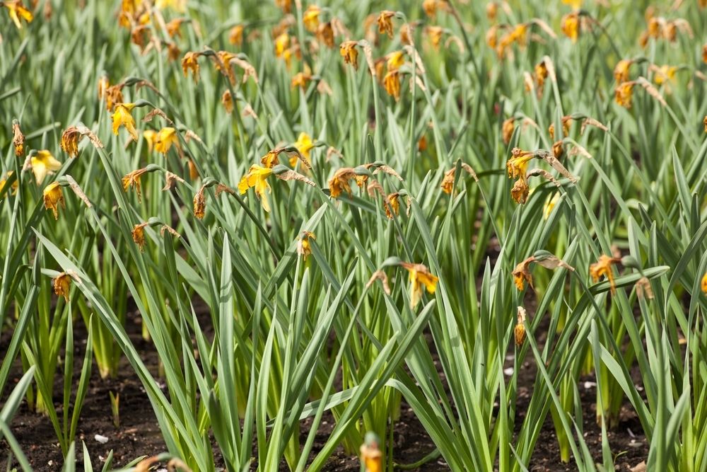 What to do after spring bulbs have flowered What to do after spring bulbs have flowered
