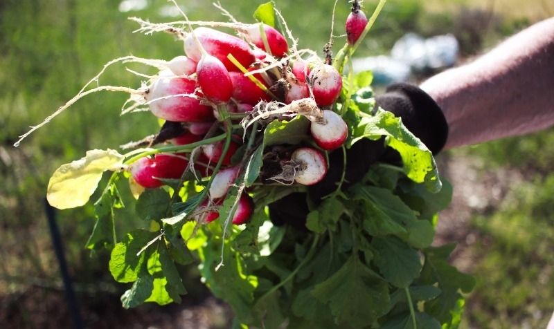 What to plant in the kitchen garden in June What to plant in the kitchen garden in June